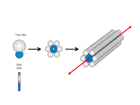 Figure 1.2a: Schematic sketch of the supramolecular fibre formation by wedge-shaped amphiphiles and some examples for this class of compounds. Figure 1.2a: Schematic sketch of the supramolecular fibre formation by wedge-shaped amphiphiles and some examples for this class of compounds.