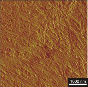 Figure 2.1: Morphology of a dried gel from 0.8 wt 3CBS-10 in THF : petrol ether (2:1)