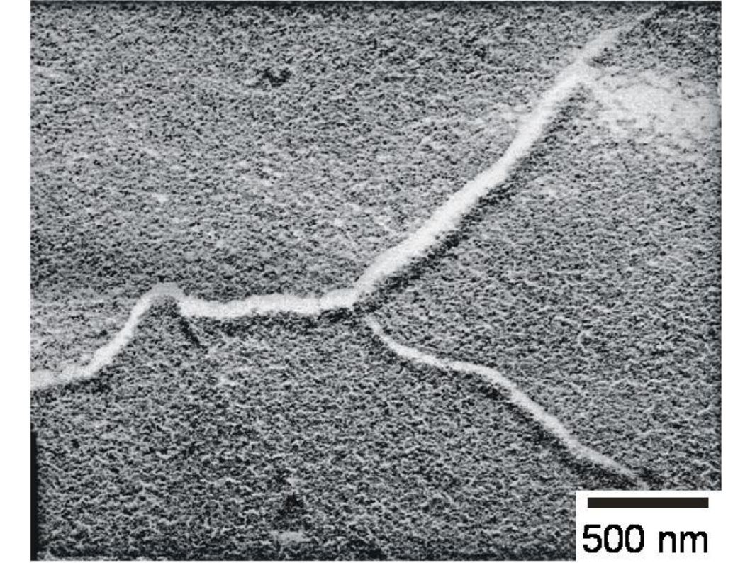 Figure 1.2b: Detail - Polymerized PEO -10.000 (20wt%) / HEMA / EGDMA gel
TEM micrograph, freeze-fracture / replica technique