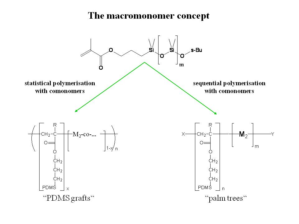 Scheme 6.1: Preparation of Graft-Copolymers by copolymerization of macromonomers Scheme 6.1: Preparation of Graft-Copolymers by copolymerization of macromonomers